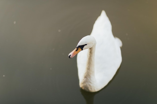 swan swimming in lake