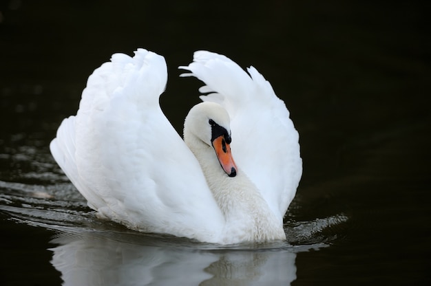 Swan swimming in the lake