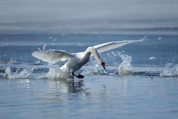 Swan taking flight on spring blue lake