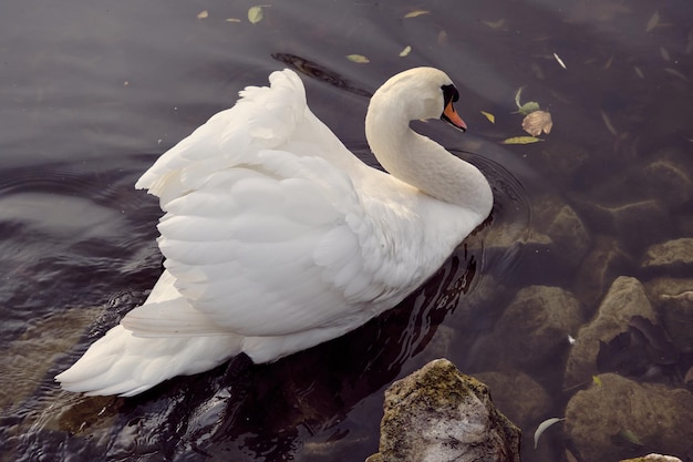 Swan in the water of nationalpark