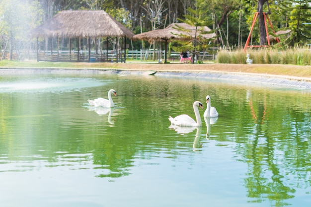 Swan in the water