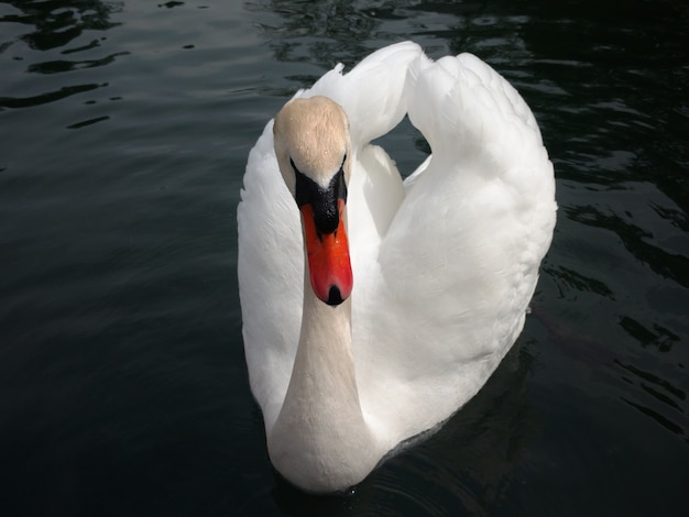 swan on the water