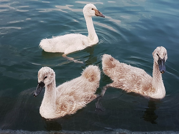 Swan with children on iseo lake