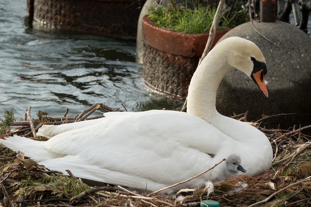 The swan with his puppy