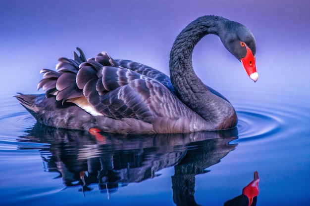 a swan with a red head and a black head and a red bill