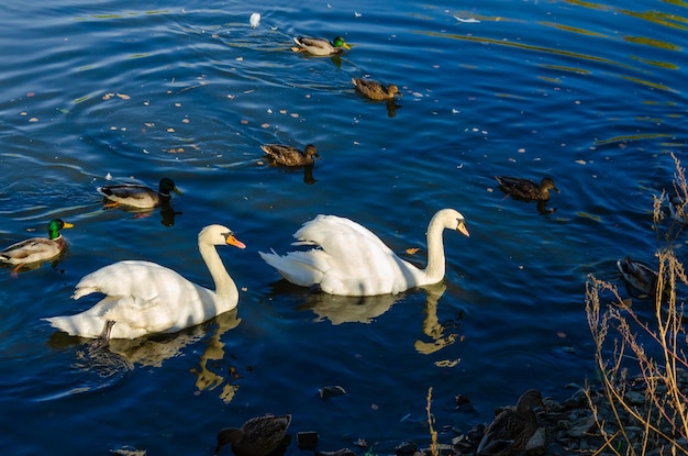 Swans and ducks in the lake water.