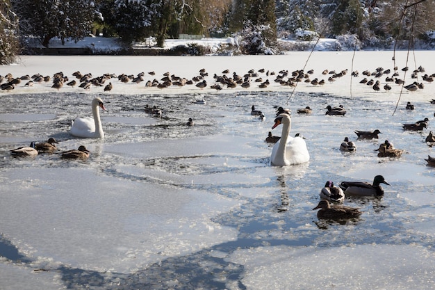 Swans and ducks swimming in a frozen lake during a sunny winter day