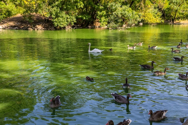 Swans and ducks swimming in the lake