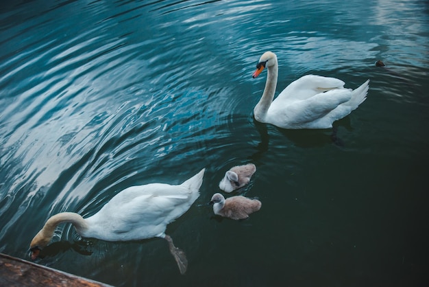 Swans family in lake water close up love care