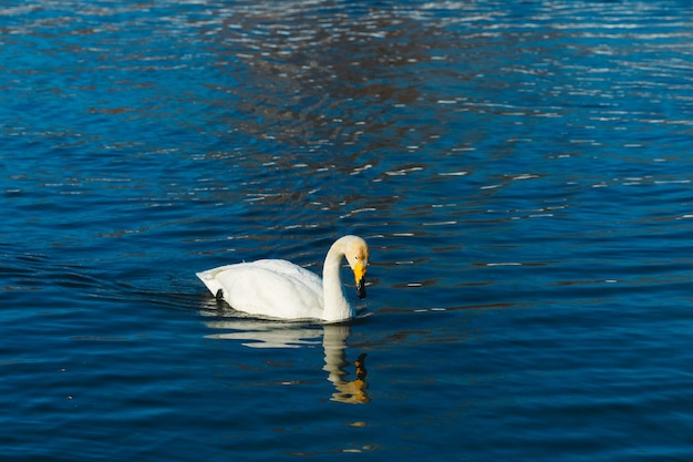 Swans in the fog swimming in water in a lake outdoor