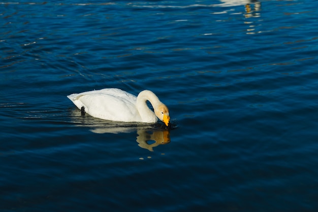 Swans in the fog swimming in water in a lake outdoor