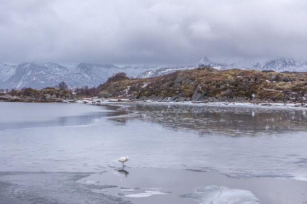 Swans in frozen winter landscape in Lofoten, Norway