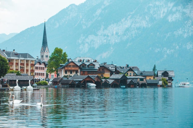 Swans in lake hallstatt town on background