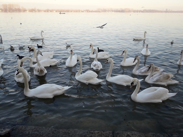 Swans on river