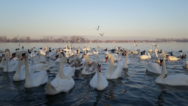 Swans on river