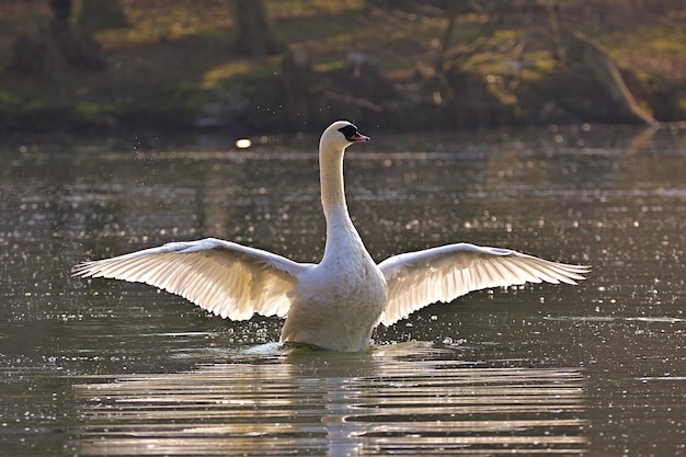 swans on the river