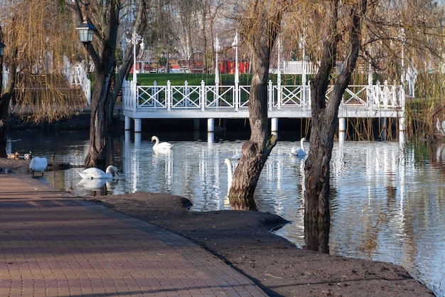 Swans swim in the lake, city park.