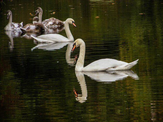 Swans swim in the pond