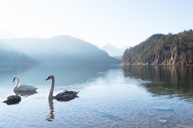 Photo swans swimming in lake against sky