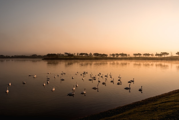 Swans swimming on the lake in the morning sunrise