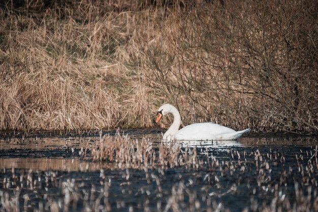 Photo swans swimming in lake