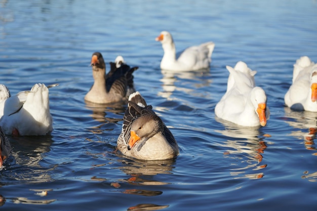 Photo swans swimming in lake