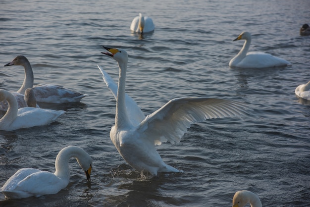 Swans swimming in the lake