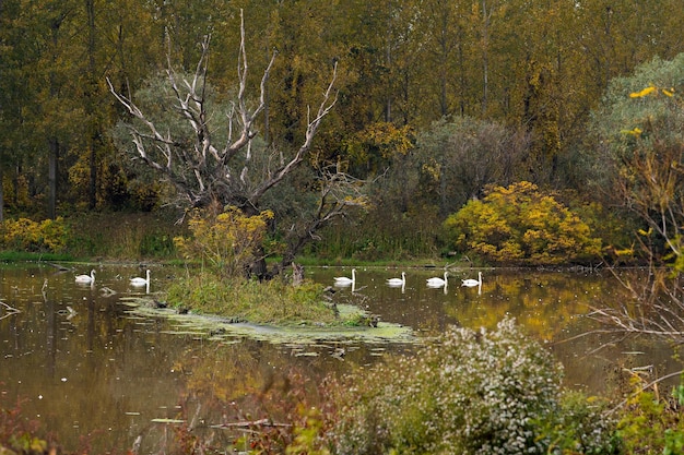 Swans swimming in a river with a forest in the background during the autumn