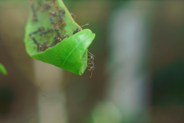 a swarm of ants on a green leaf nature background close up macro photography premium photo