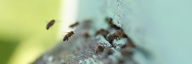 Swarm of bees flying into their wooden hive closeup beekeeping concept