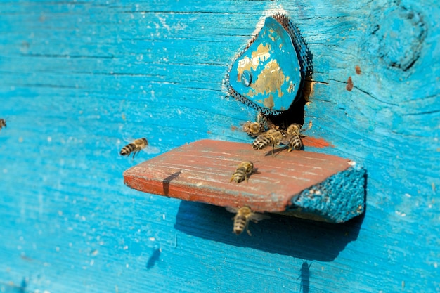 Swarm of bees in front of a bee-house