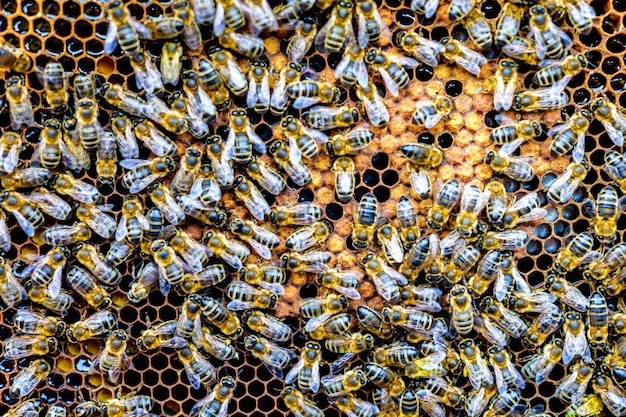 Swarm of bees on honeycomb frames in apiary