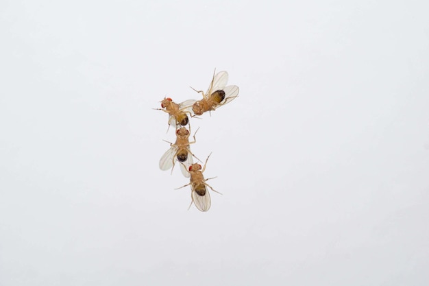 Swarm of Flying Ants in the Air