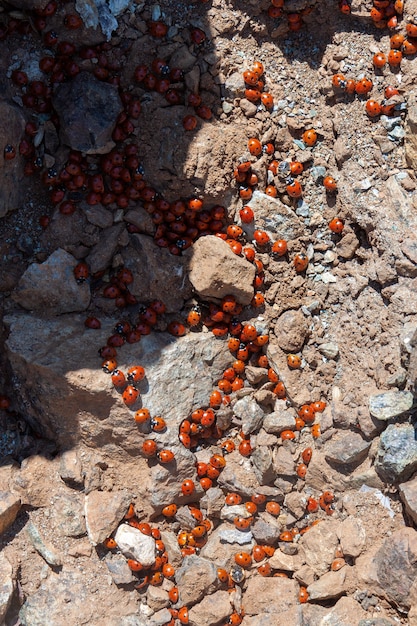 A swarm of Ladybirds (coccinellidae) in Cyprus