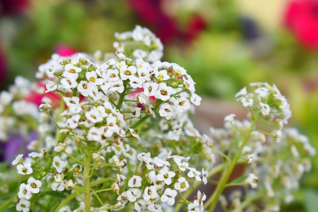 Photo sweet alyssum or lobularia maritima closeup image of tiny white flowers of alyssum maritimum