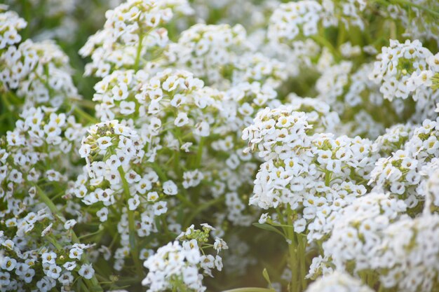 Sweet Alyssum or lobularia maritima closeup image of tiny white flowers of Alyssum maritimum