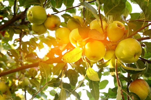 Sweet apples on the tree