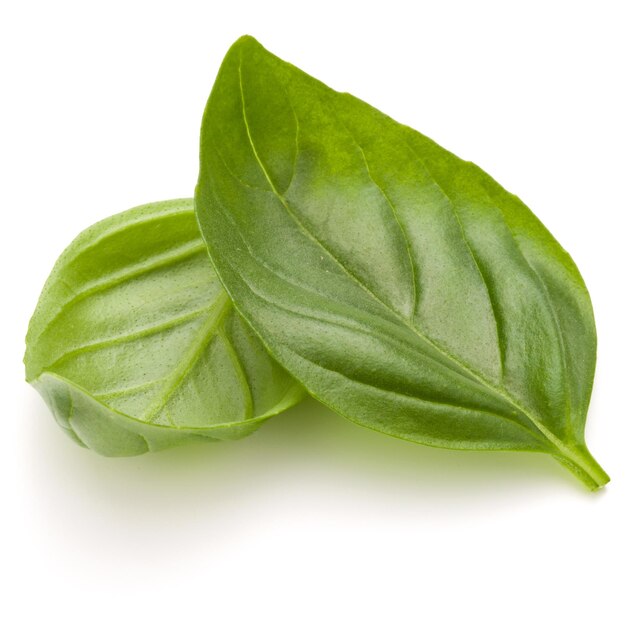 Sweet basil herb leaves isolated on white background closeup