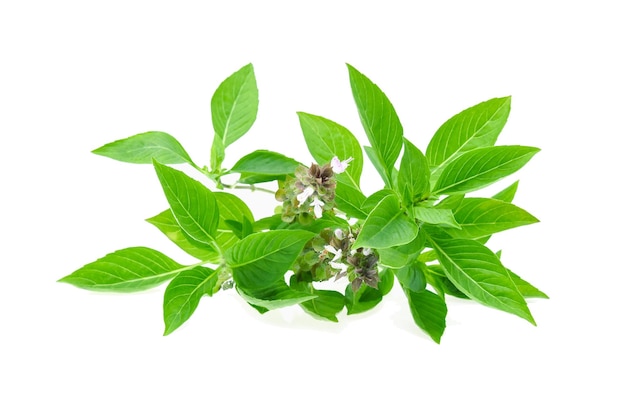 Sweet basil isolated on white background