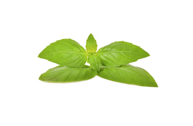 Sweet basil leaves isolated on white background