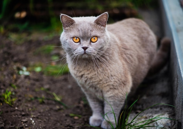 Sweet cat on green grass British cat