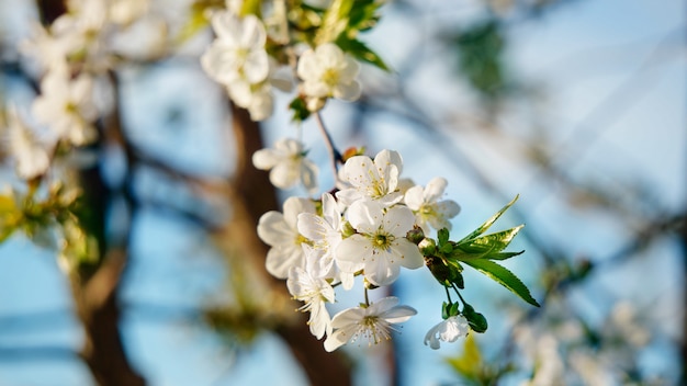 sweet cherry blossom