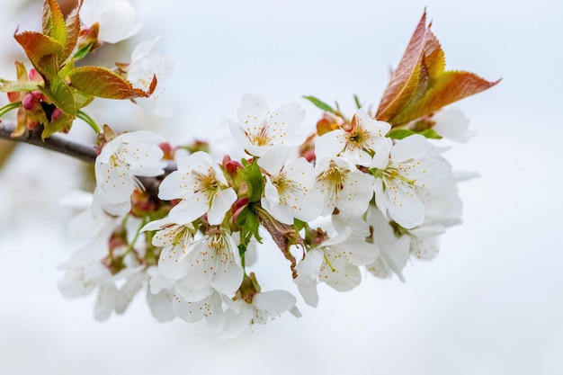 Sweet cherry branch with white flowers closeup Sweet cherry blossoms