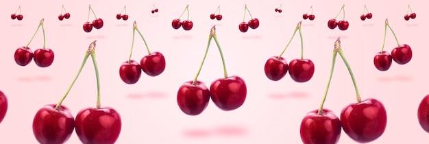 Sweet cherry panoramic image