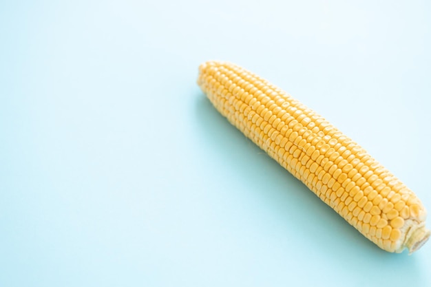 Sweet corn ears isolated on blue background