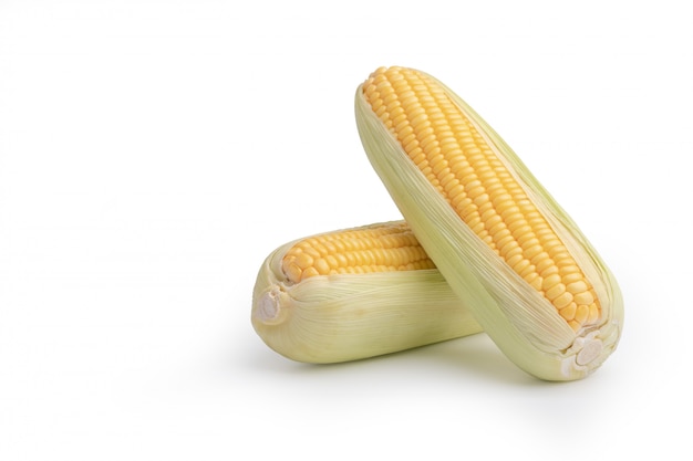 Sweet corn isolated