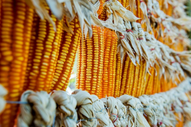 sweet corn for natural background