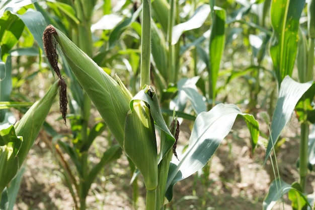 Sweet corn plant in the field