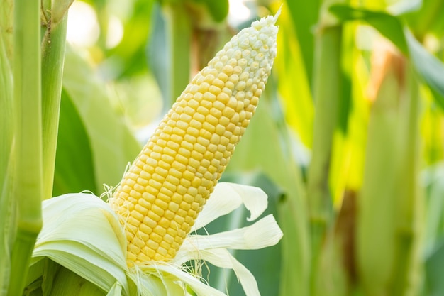 Sweet corn seeds and green leaves at Corn fieldwaiting for harvest