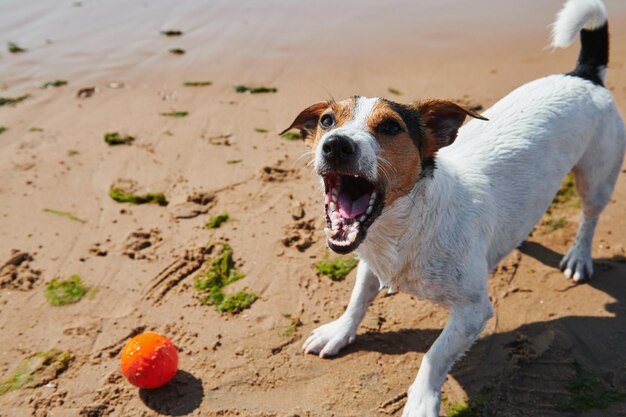 Sweet dog play with orange ball toy on the beach